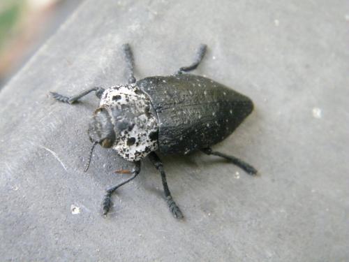 Réf. 317 917 : Capnodis tenebrionis