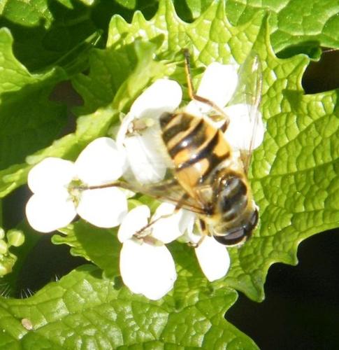 Myathropa florea