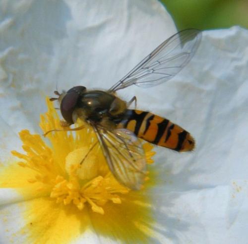 Episyrphus balteatus
