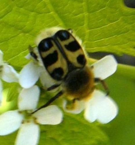 Réf. 317 961 : Trichius sp.