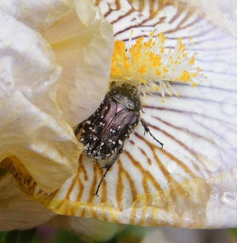Oxythyrea funesta
