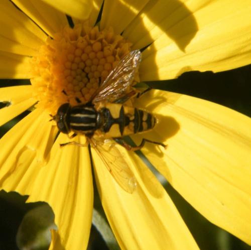 Helophilus pendulus