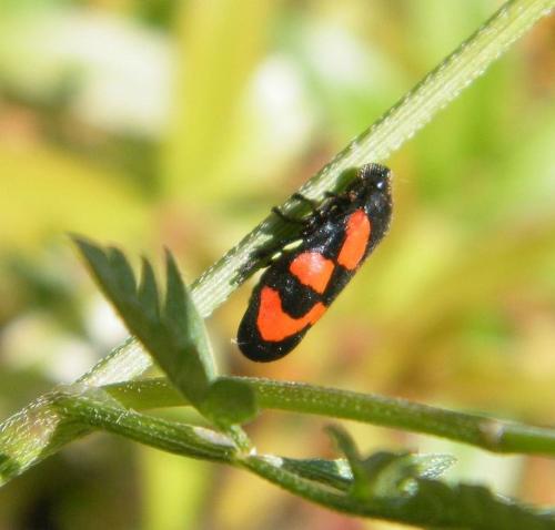 Cercopis vulnerata