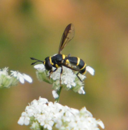 Ceriana vespiformis