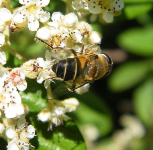 Eristalis similis