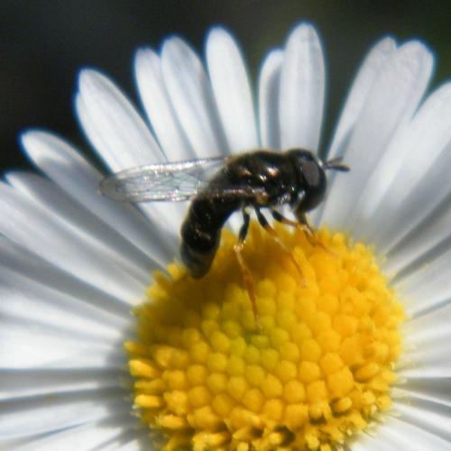 Paragus sp.