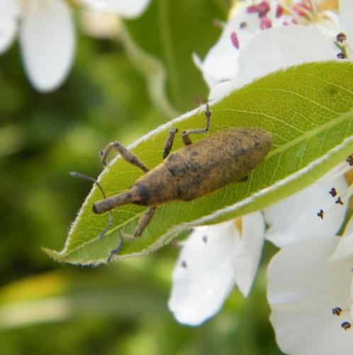 Lixus sp.