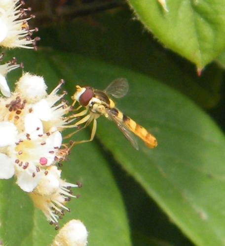 Sphaerophoria scripta