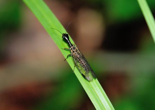 Phaeostigma notatum