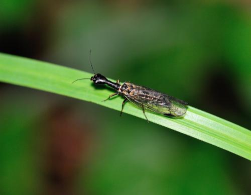 Phaeostigma notatum