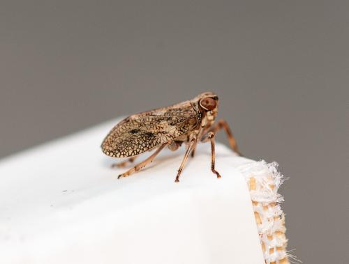 Issus coleoptratus