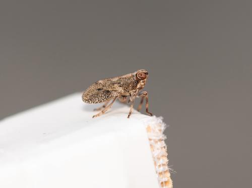 Issus coleoptratus