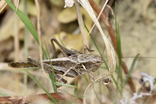 Réf. 317 009 : Platycleis sp.