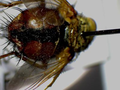 Tachina fera