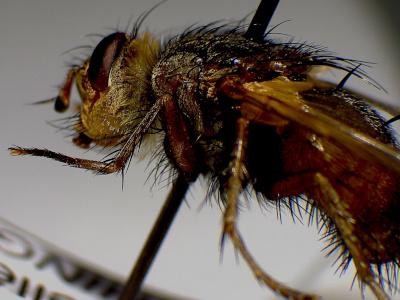 Réf. 317 480 : Tachina fera