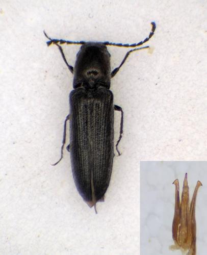 Limonius minutus