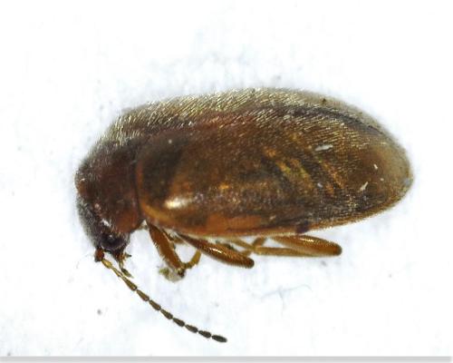 Contacyphon sp.