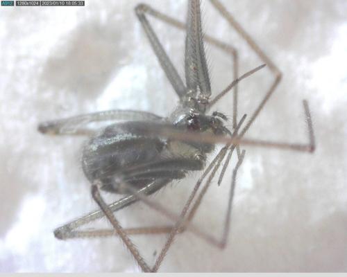 Réf. 317 109 : Pholcus phalangioides