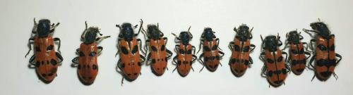Réf. 317 754 : Trichodes octopunctatus