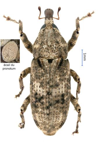 Réf. 317 673 : Gasterocercus depressirostris