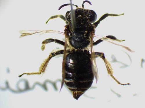 Andrena sp.