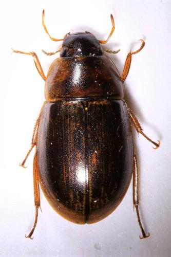 Helochares punctatus