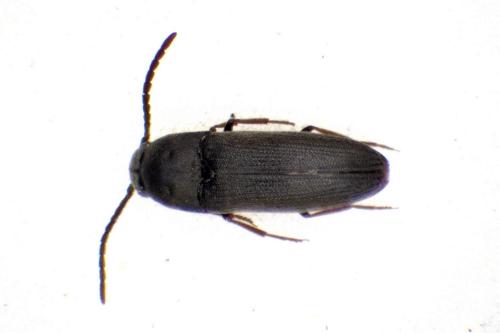 Réf. 317 428 : Hylis cariniceps