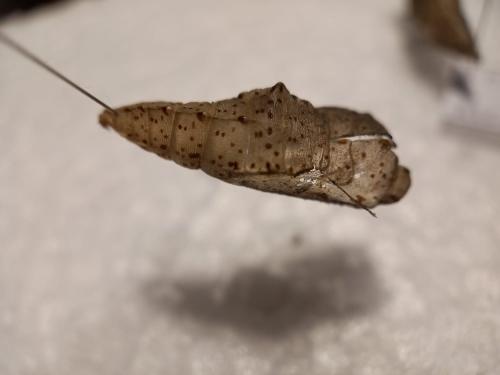 Réf. 317 719 : Pieris sp.