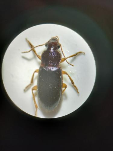 Réf. 317 946 : Ophonus puncticeps