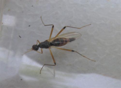 Neria commutata