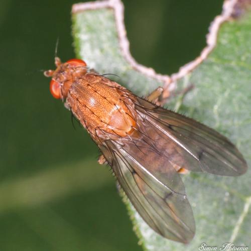 Réf. 317 167 : Suillia notata