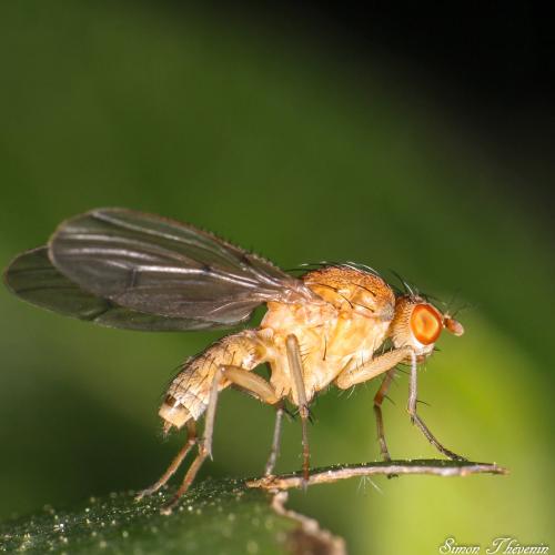 Suillia notata