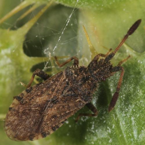 Réf. 317 437 : Strobilotoma typhaecornis