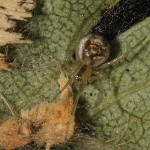 Phylloneta sp.