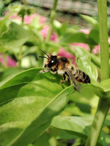 Réf. 317 524 : Megachile sp.