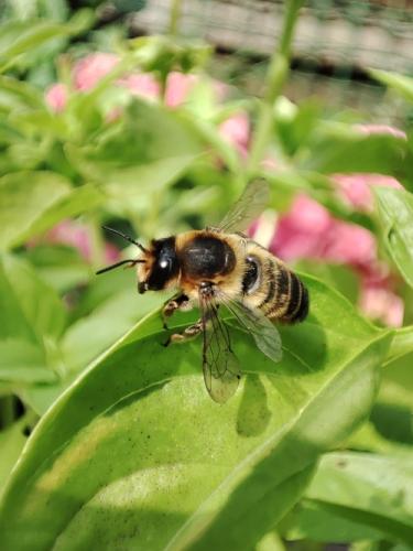 Réf. 317 525 : Megachile sp.