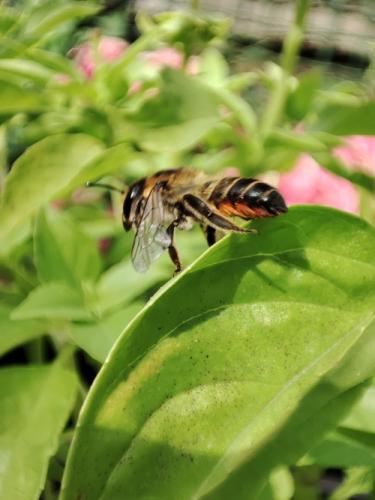 Réf. 317 526 : Megachile sp.
