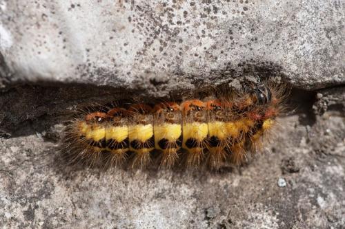 Réf. 317 712 : Acronicta euphorbiae