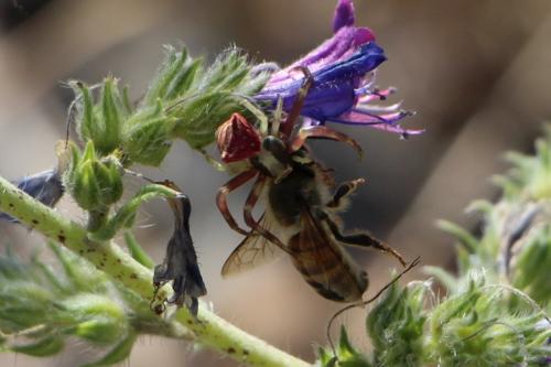 Thomisus onustus