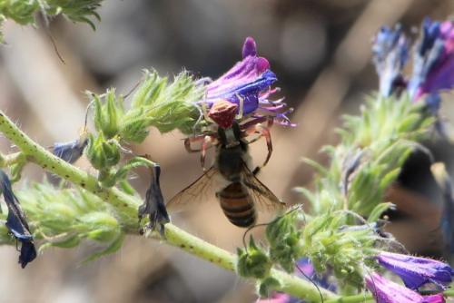 Réf. 317 087 : Thomisus onustus