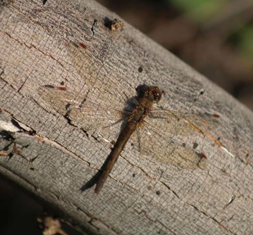 Sympetrum striolatum