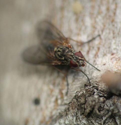 Phaonia subventa