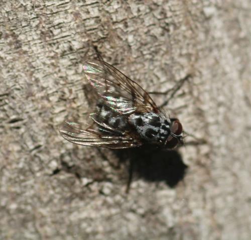 Réf. 317 134 : Phaonia trimaculata