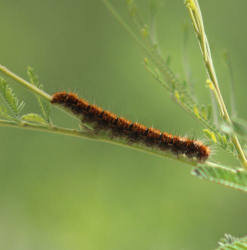 Lasiocampa quercus