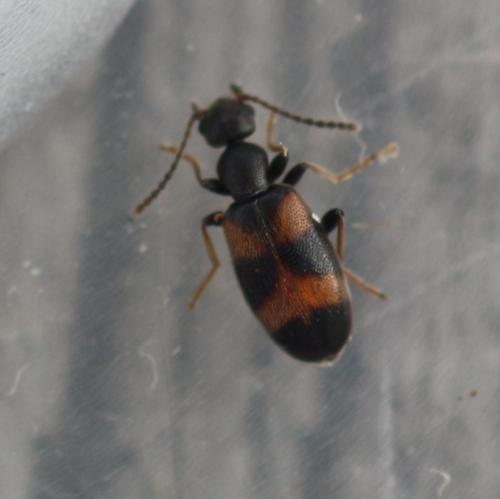 Anthicus laeviceps
