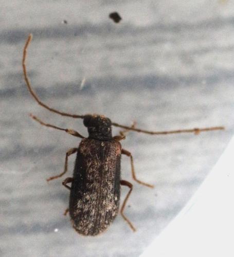 Ptinus palliatus