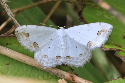 Réf. 317 290 : Scopula ornata
