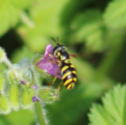 Chrysotoxum sp.