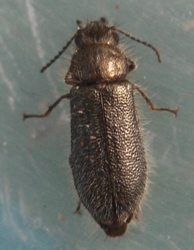Aplocnemus jejunus