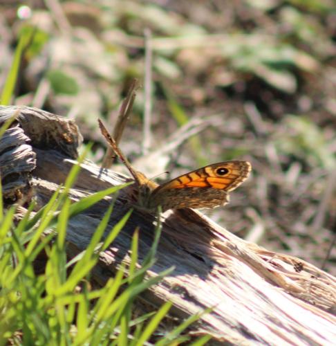 Lasiommata megera